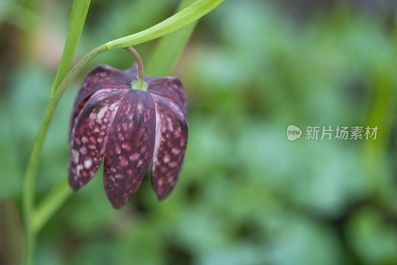 蛇头贝母(Fritillaria meleagris)在其自然环境，沼泽，模糊的背景